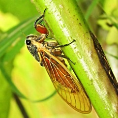 Scieroptera Sp