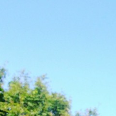 Mörgæsir elska sólina