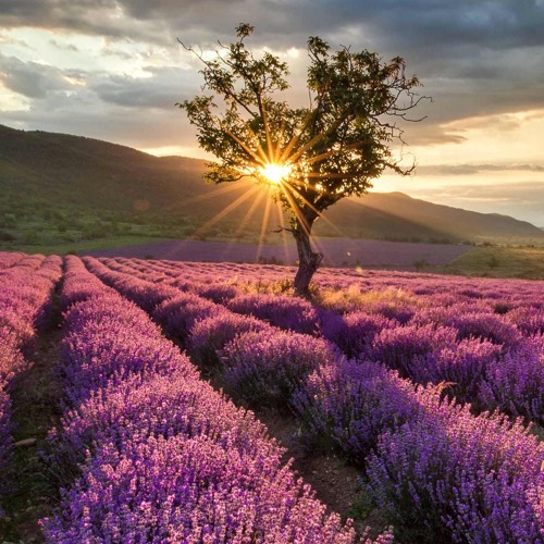 محمد خاطر |من صلاة التهجد رمضان 1439