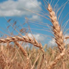 CHRO18041 - Insectes Résistants