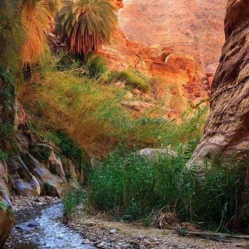 محلى الدار والديرة - عمر العبداللات