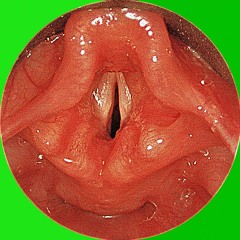 transsexual vocal laboratory