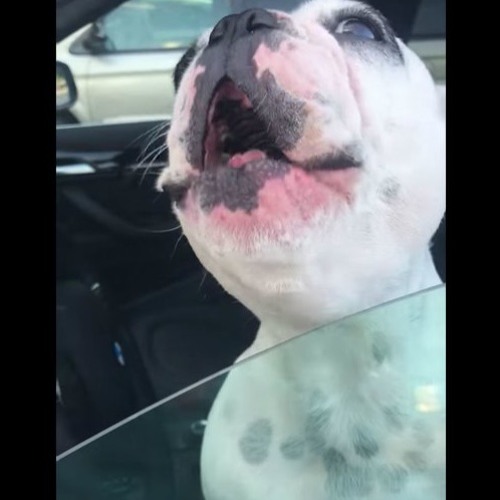 Walter geoffrey cheap frenchie