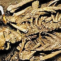 Nephilim -GodSend Boon