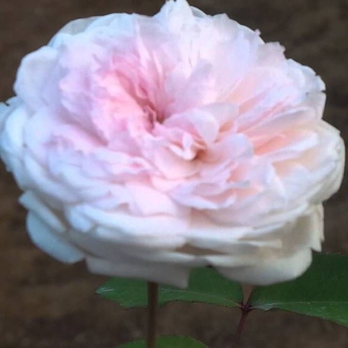 La Vie En Rose (english demo)