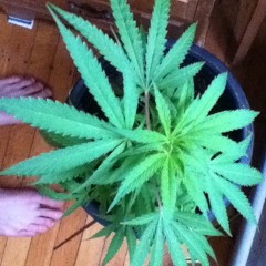 Jib Kidder - All Of The Weed (2012)