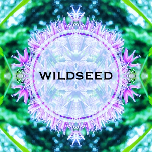Wildseed Friday Night Live at the Fiddlers Elbow