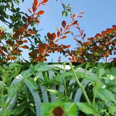 South Garden
