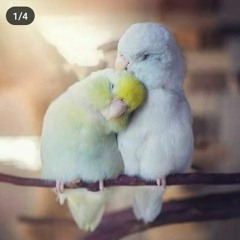 على سنة نبينا