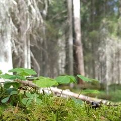 Song Trush and Greenish Warbler