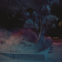 The Good Bird Singin' In The Twilight Tree Excerpt