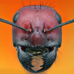 Mental Bugs - Subterranea Vitam (No Master) Preview
