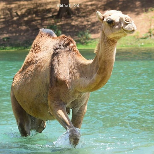أبو الحب شلون انساك 2018