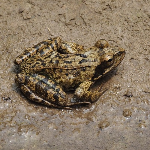 Dark-spotted Frogs, Olympic Forest Park, Beijing