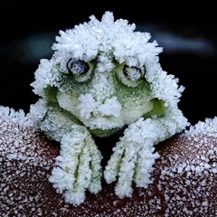 Hypnotoad @ Universal Gatherings - Synchronicities 2018-06-10