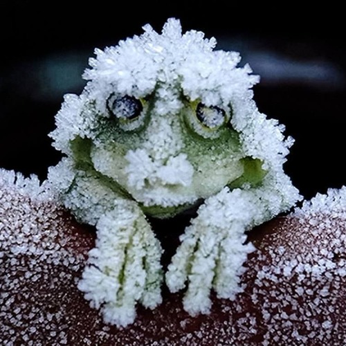 Hypnotoad @ Universal Gatherings - Synchronicities 2018-06-10