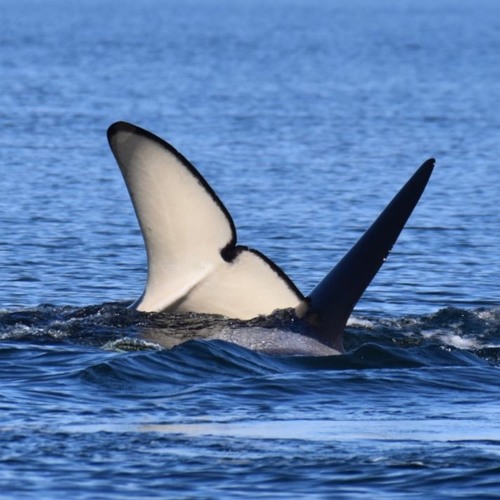 Js and Ls on June 11, 2018