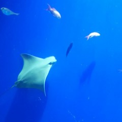 7. LION KING (prod By Kurt Simpson)