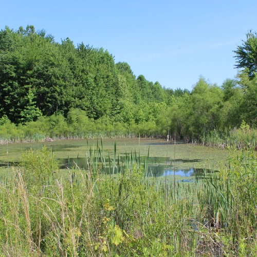 Nature Seek: Hall Carmer Wetlands