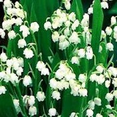 Lily Of The Valley, downloadable track