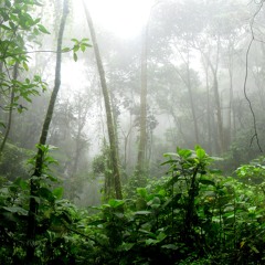 Regenwald -雨の森-