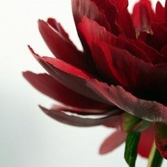 2 Loli Cosmica - Tzen Tze Re Rei