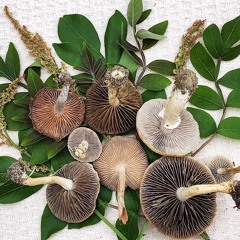 Dignified Posture Mix # 2 - Beats