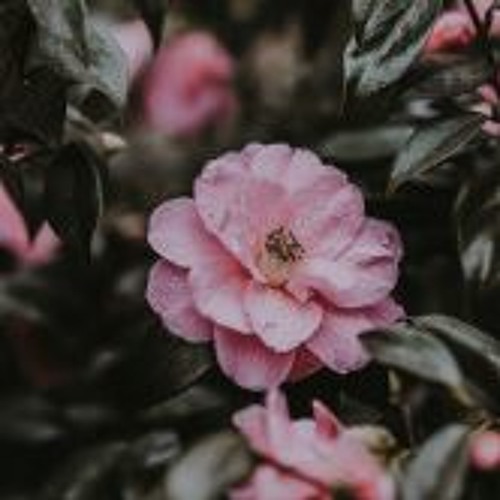 滿舒克 夏呈青 廖偉珊 My Heart Will Go On 因為你才讓我變得更加強壯 動態歌詞lyrics By Bim
