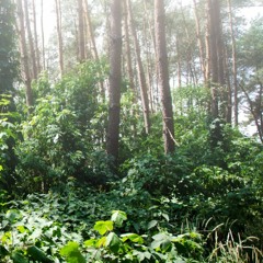 Miriquidi Roadtripp - feat. Ramona Markstein (Duett)