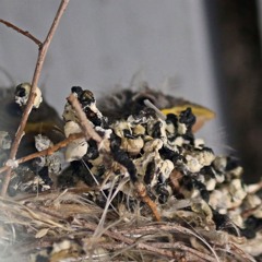 June 13, 2018 10:20:34 AM #audiomo day 13