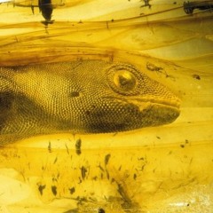 "Rock Star" | Lil Skies x Famous Dex Type Beat| TRAP instrumental | Free DL