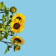 tumbling dice • the rolling stones