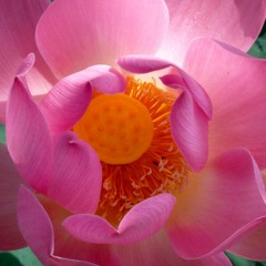 Scan Corporel MG 2018