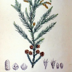 Jack Pine