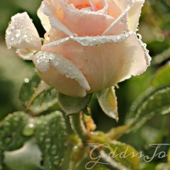 Morning Dew (New Dawn)