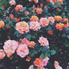Lovely Billie Eilish And Khalid Cover Mp3