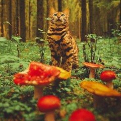 Cataclismo(Prod. Fat Rat)