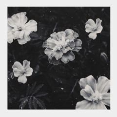 Tiny Sprout (feat. Alaskan Tapes)