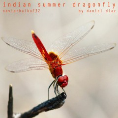 Indian Summer Dragonfly (naviarhaiku232)