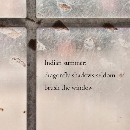 Haiku #232: Indian summer: / dragonfly shadows seldom / brush the window.