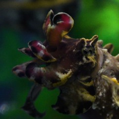 SciFri's Tentacled Spectacle Cephalopod Week Returns