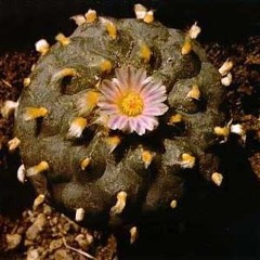 2018/06/16 - Mescaline 2