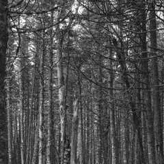 Haunt [Horror Instrumental]