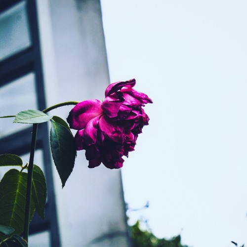 Thôi đừng nói chuyện trăm năm - TeaVidiac
