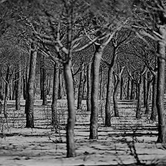 dissociative "bones type beat"(free beat)