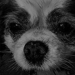 HouseHound Podcast Vol 10