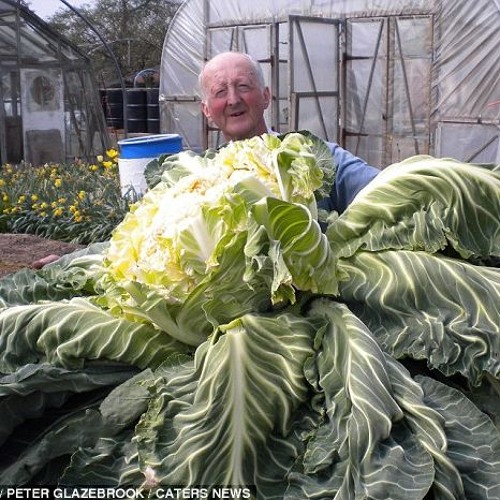 Cauliflower Riddim