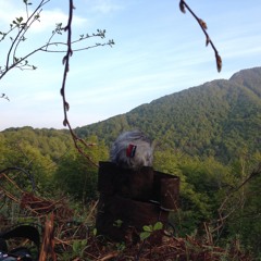 Field Recording - Thrush Song, May 2018