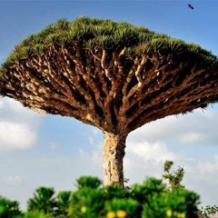 يا عيبتك شبابي.MP3 فؤاد الكبسي