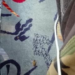 zdechły osa - najmelodyjniejsza piosenka z moich